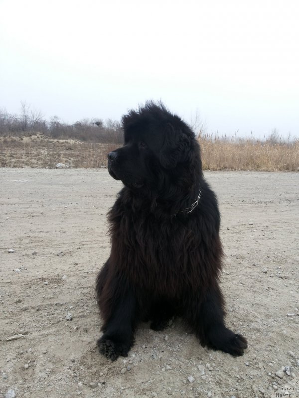 Фото: ньюфаундленд Kipr Kara Deniz (Кипр Кара Дениз)