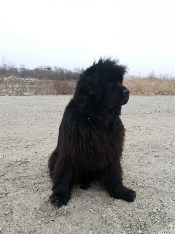 Фото: ньюфаундленд Kipr Kara Deniz (Кипр Кара Дениз)