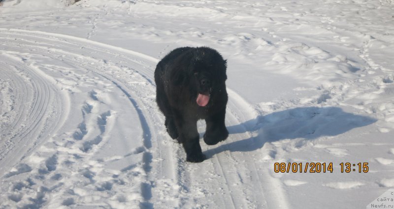 Фото: ньюфаундленд Glyanc Of Komets (Глянц Оф Кометс)