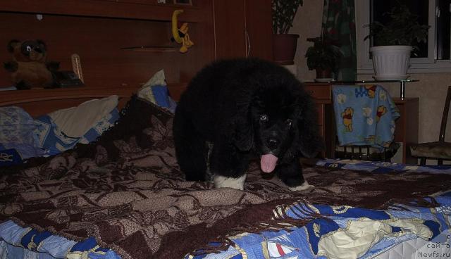 Фотография № 14325