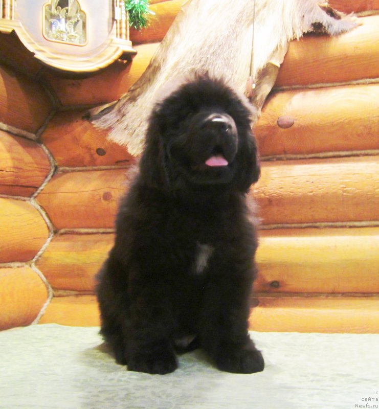 Фото: ньюфаундленд YEverest iz Antagrada (Эверест из Антаграда)