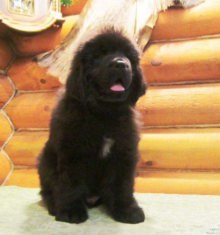 Фото: ньюфаундленд YEverest iz Antagrada (Эверест из Антаграда)