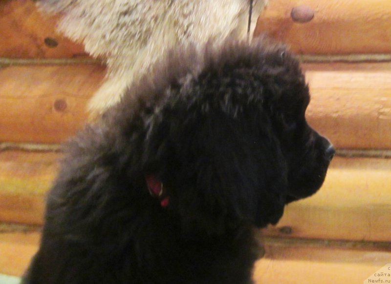 Фото: ньюфаундленд YEverest iz Antagrada (Эверест из Антаграда)