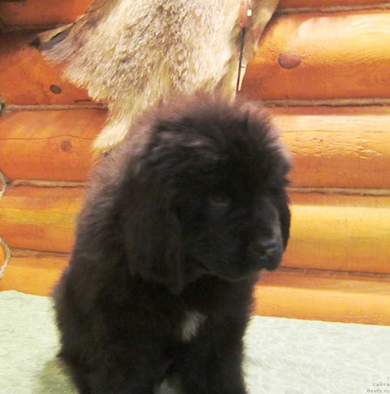 Фото: ньюфаундленд YEverest iz Antagrada (Эверест из Антаграда)