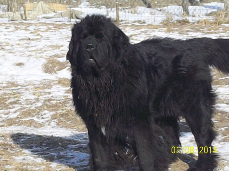 Фото: ньюфаундленд Super Premium Liniel Daylirring (Супер Премиум Линиэль Дайлиррин)