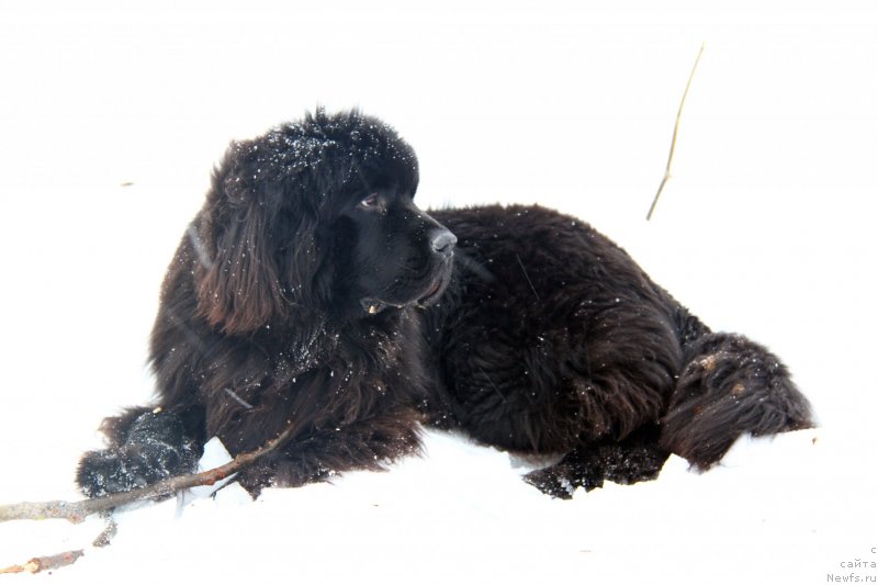Фото: Фанньюф Граф Де Ла Фер, ньюфаундленд Fann'yuf Graf De La Fer (Фанньюф Граф Де Ла Фер)