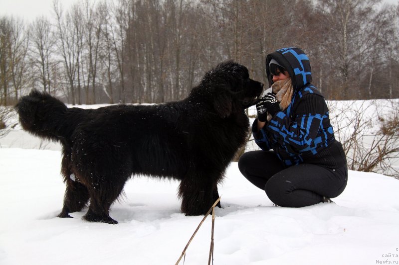 Фото: ньюфаундленд Fann'yuf Graf De La Fer (Фанньюф Граф Де Ла Фер)