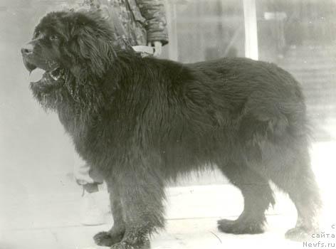 Фото: ньюфаундленд Blyek Bon Terra Nova (Блэк Бон Терра Нова)