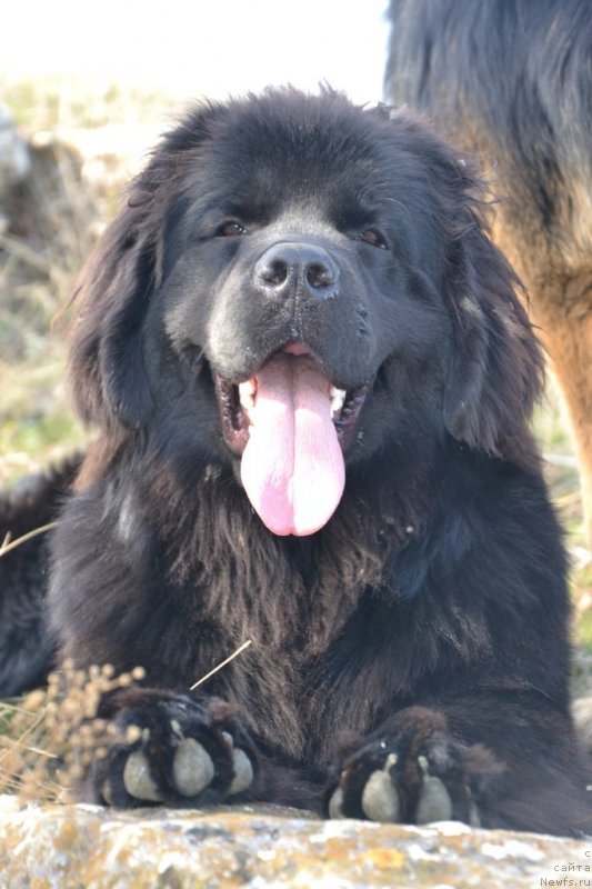 Фото: ньюфаундленд Whit Anderson Kara Deniz