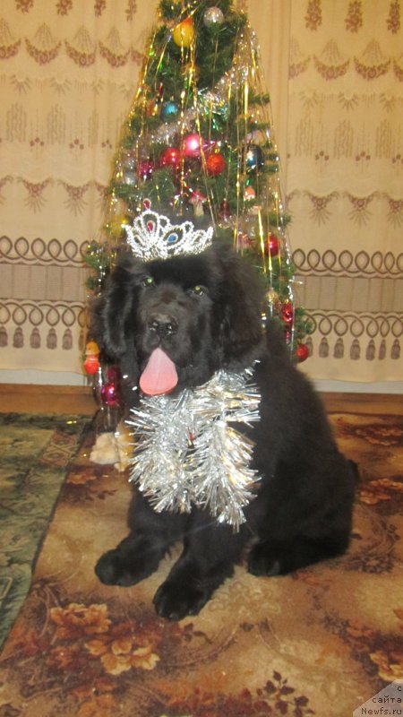 Фото: ньюфаундленд Vivienne Westwood Dinastiya Soverchenstva (Vivienne Westwood Dinastiya Soverchenstva)