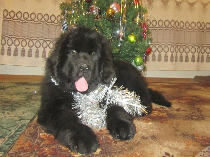 Фото: ньюфаундленд Vivienne Westwood Dinastiya Soverchenstva (Vivienne Westwood Dinastiya Soverchenstva)