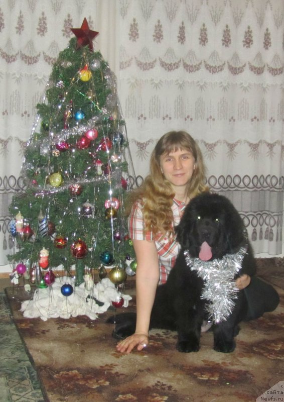 Фото: ньюфаундленд Vivienne Westwood Dinastiya Soverchenstva (Vivienne Westwood Dinastiya Soverchenstva)