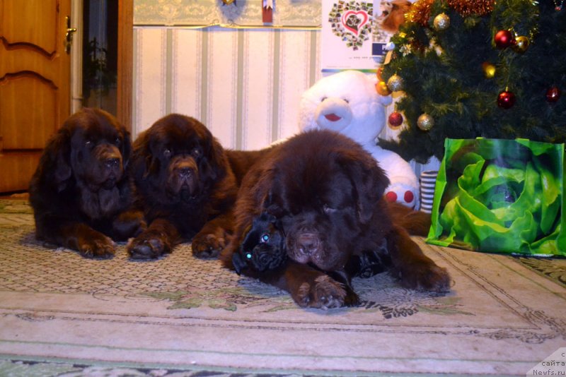 Фото: ньюфаундленд Velikiy Medved' Kameliya (Великий Медведь Камелия), ньюфаундленд Charli The Best Helfi Pel (Чарли Де Бест Хелфи Пэл), ньюфаундленд Charmer Denkam Bronze (Чармер Денкам Бронз), Вишка