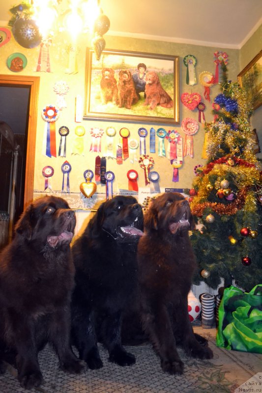 Фото: ньюфаундленд Charmer Denkam Bronze (Чармер Денкам Бронз), ньюфаундленд CHarl'z Balu Blek Biar (Чарльз Балу Блек Биар), ньюфаундленд Charli The Best Helfi Pel (Чарли Де Бест Хелфи Пэл)