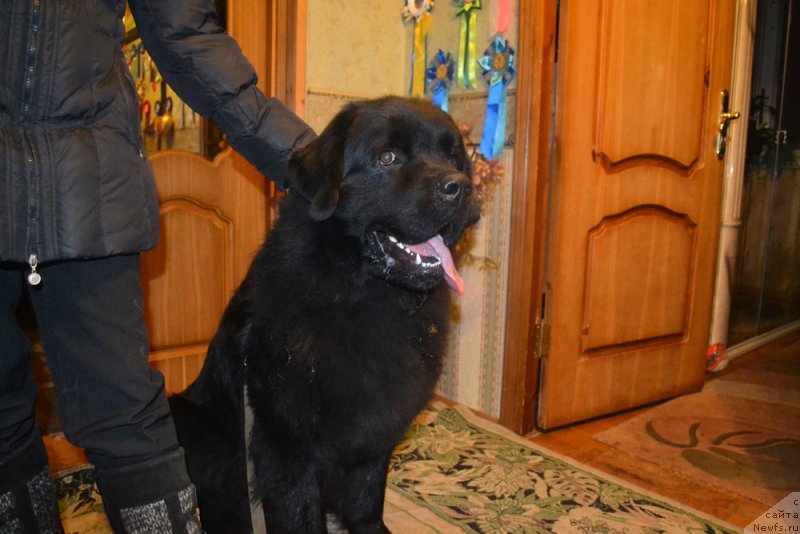 Фото: ньюфаундленд CHarl'z Balu Blek Biar (Чарльз Балу Блек Биар)