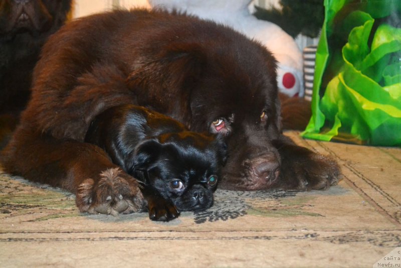 Фото: ньюфаундленд Charmer Denkam Bronze (Чармер Денкам Бронз), Вишка
