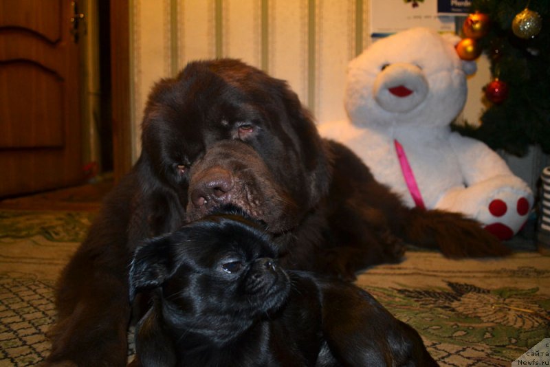 Фото: ньюфаундленд Charli The Best Helfi Pel (Чарли Де Бест Хелфи Пэл), Вишка