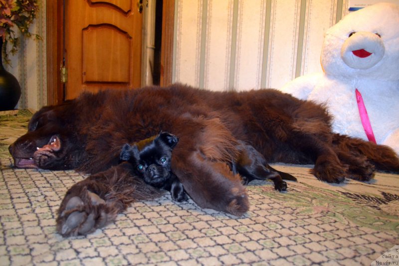 Фото: ньюфаундленд Charli The Best Helfi Pel (Чарли Де Бест Хелфи Пэл), Вишка