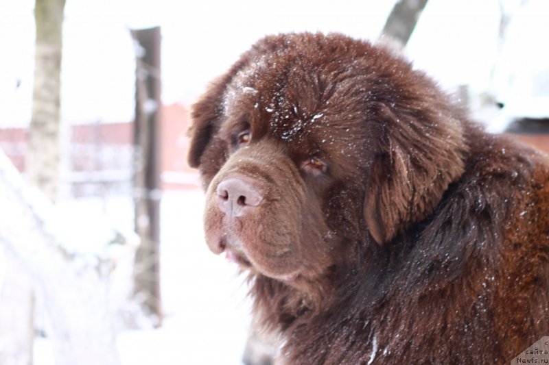 Фото: ньюфаундленд Aquatoriya Kelvin Rise After Me (Акватория Келвин Райз Афтэ Ми)