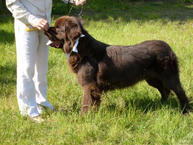 Фото: ньюфаундленд Itgay (Итгай)