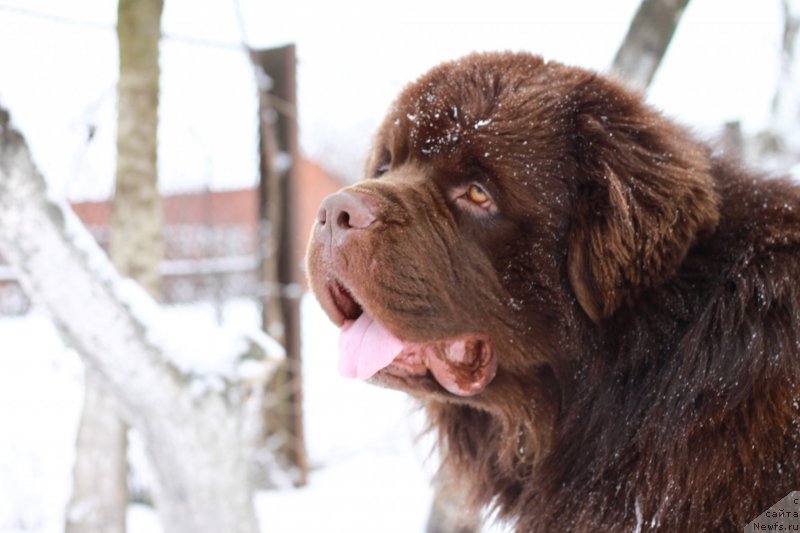 Фото: ньюфаундленд Aquatoriya Kelvin Rise After Me (Акватория Келвин Райз Афтэ Ми)