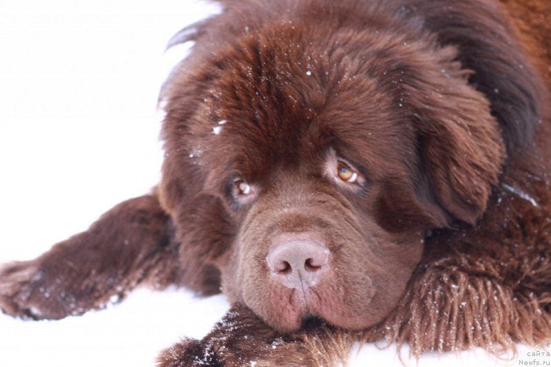 Фото: ньюфаундленд Aquatoriya Kelvin Rise After Me (Акватория Келвин Райз Афтэ Ми)