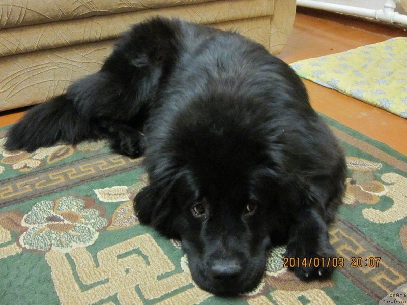 Фото: ньюфаундленд Stefania Jewel Bavariya Belle (Стефания Джувел Бавария Бель)