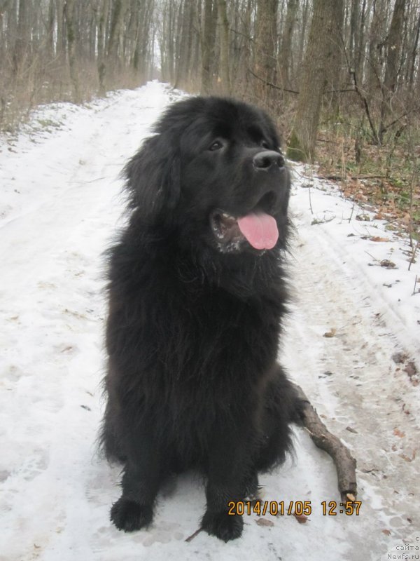 Фото: ньюфаундленд Stefania Jewel Bavariya Belle (Стефания Джувел Бавария Бель)