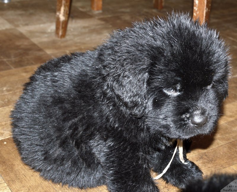 Фото: ньюфаундленд Smigar Udel'nyiy Knyaz' Snegodar (Смигар Удельный Князь Снегодар)