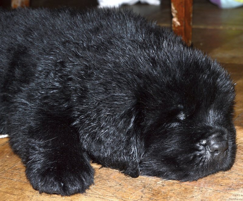 Фото: ньюфаундленд Smigar Udel'nyiy Knyaz' Snegodar (Смигар Удельный Князь Снегодар)