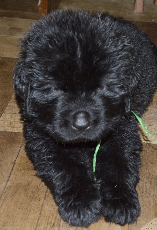 Фото: ньюфаундленд Aquatoriya Kelvin Kadril (Акватория Келвин Кадриль)