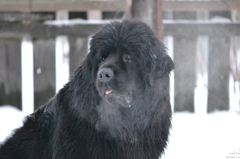 Фото: ньюфаундленд Aquatoriya Kelvin Sharliz (Акватория Келвин Шарлиз)