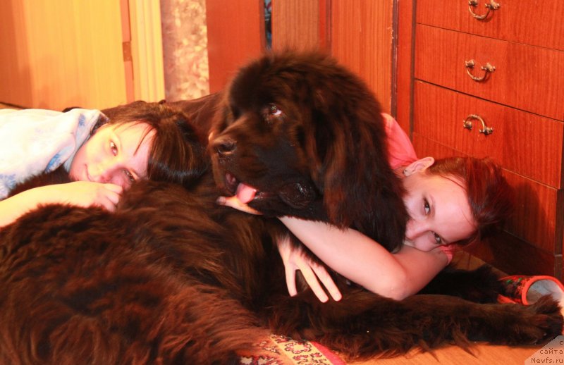 Фото: ньюфаундленд Fann'yuf Graf De La Fer (Фанньюф Граф Де Ла Фер)