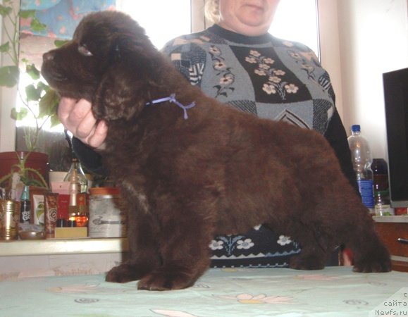 Фото: дети, ньюфаундленд Super Premium Brabus (Супер Премиум Брабус)