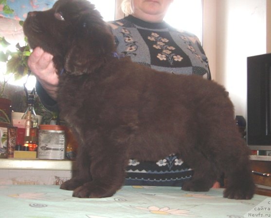 Фото: дети, ньюфаундленд Super Premium Brabus (Супер Премиум Брабус)