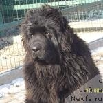 Фото: ньюфаундленд Super Premium Nao Del Trato (Супер Премиум Нао Дел Трато)