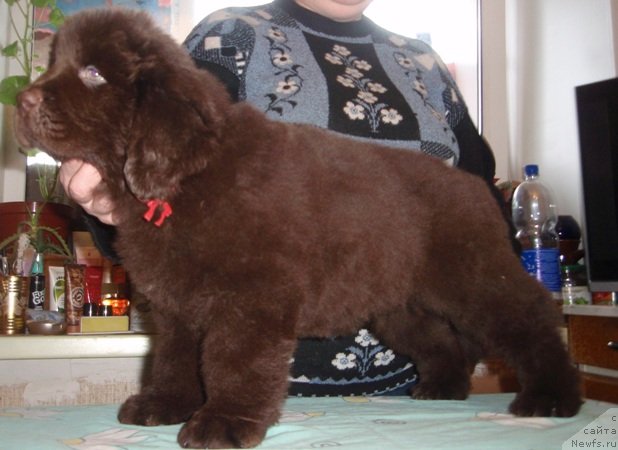 Фото: дочь, ньюфаундленд Super Premium Brabus (Супер Премиум Брабус)