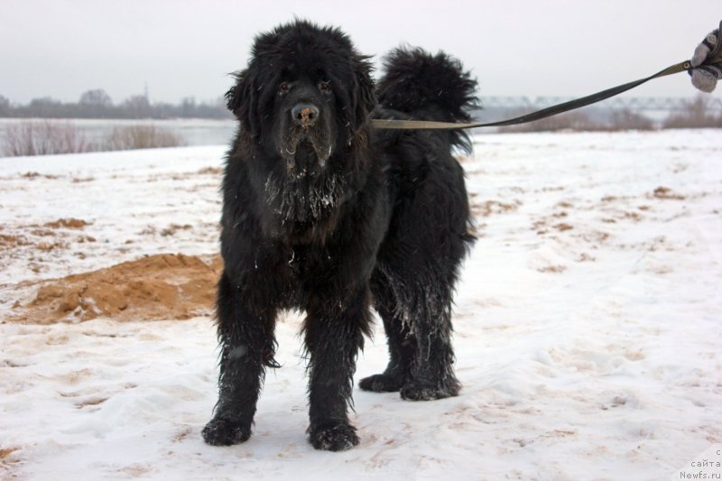 Фото: ньюфаундленд Potap Olan (Потап Олан)