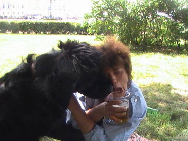 Фото: ньюфаундленд Talula Bell (Талула Белл), Anna Kovalyova (Анна Ковалёва)