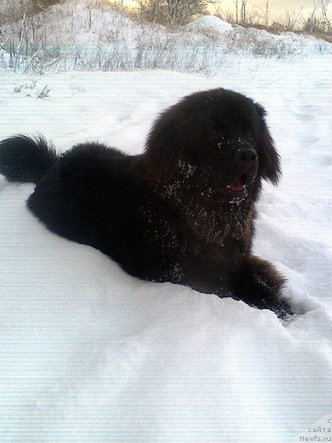Фото: ньюфаундленд Spart Great Bavariya Bell (Спарт Грейт Бавария Бель)