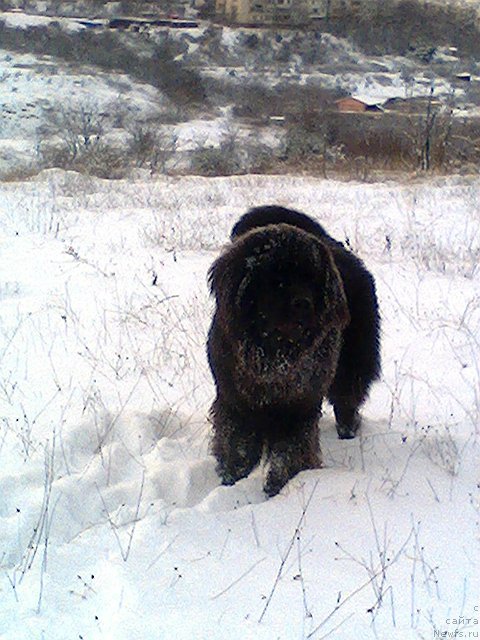 Фото: ньюфаундленд Spart Great Bavariya Bell (Спарт Грейт Бавария Бель)