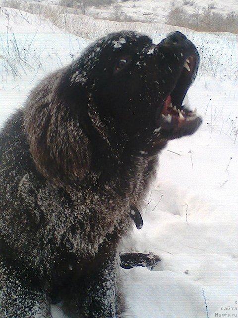 Фото: ньюфаундленд Spart Great Bavariya Bell (Спарт Грейт Бавария Бель)