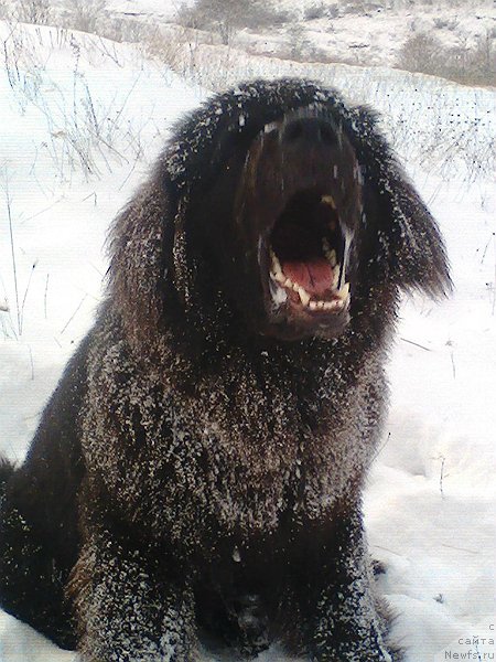 Фото: ньюфаундленд Spart Great Bavariya Bell (Спарт Грейт Бавария Бель)