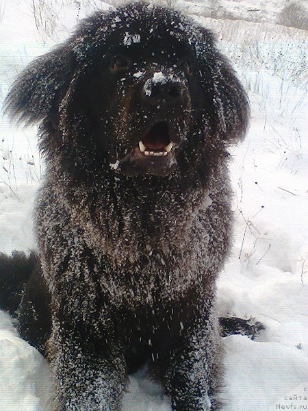 Фото: ньюфаундленд Spart Great Bavariya Bell (Спарт Грейт Бавария Бель)