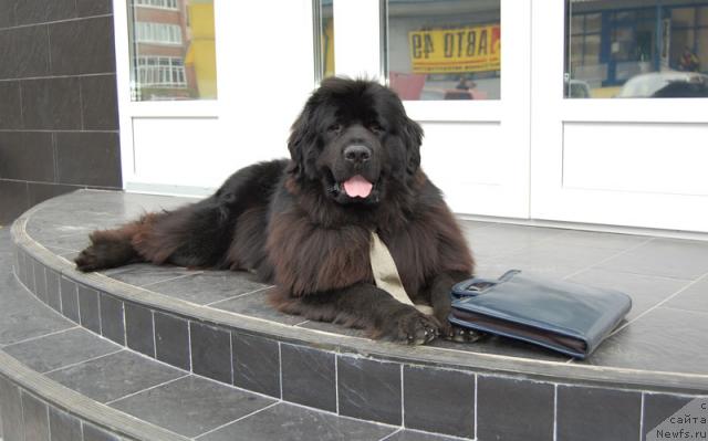 Фото: ньюфаундленд Atlant Byest (Атлант Бэст)