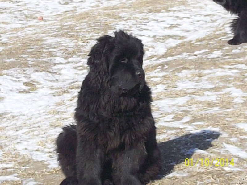 Фото: ньюфаундленд Super Premium Nemessis (Супер Премиум Немессис)