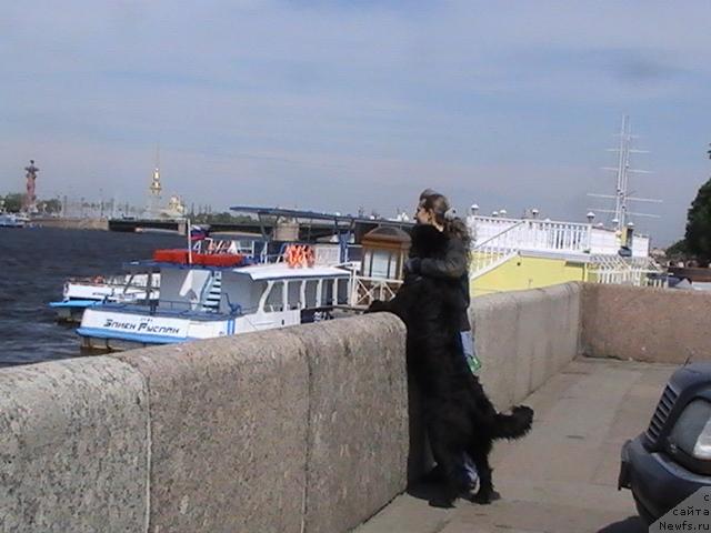 Фото: ньюфаундленд Drive Me Crazy of Apachee's Home, YUliya Naumova (Юлия Наумова)