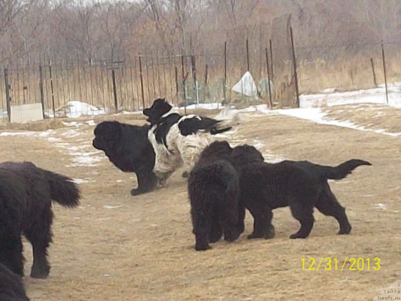 Фото: ньюфаундленд Super Premium Litoniel Vallaninor (Супер Премиум Литониэль Валланинор), ньюфаундленд Super Premium Mikado (Супер Премиум Микадо), ньюфаундленд Super Premium Nao Del Trato (Супер Премиум Нао Дел Трато), ньюфаундленд Super Premium Nemessis (Супер Премиум Немессис)