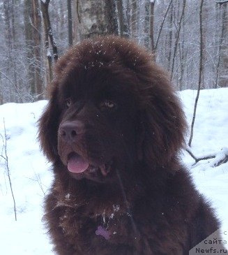 Фото: ньюфаундленд Kiper Soul Perfekt Viktori (Кипер Соул Перфект Виктори)