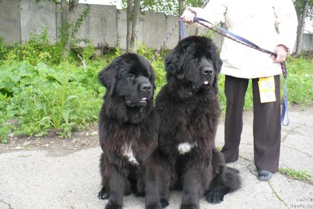 Фото: ньюфаундленд Black Diamond Agidel ot Potapa Patricia (Блэк Диамонд Агидель от Потапа Патриция), ньюфаундленд Black Diamond Agidel ot Potapa Poletta (Блэк Диамонд Агидель от Потапа Полетта)